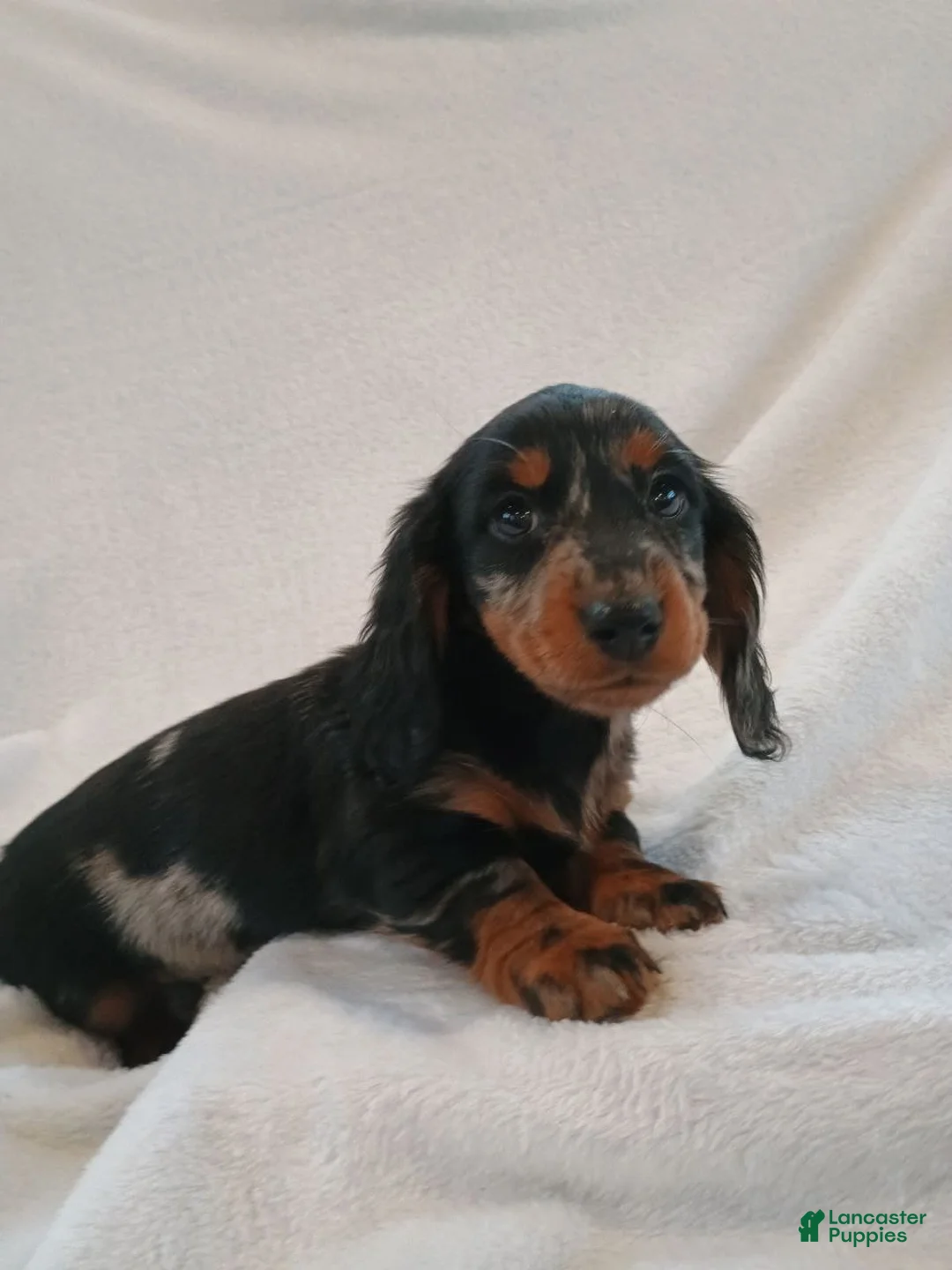 Miniature Dachshund dogs for sale: Cindy - Ad 5