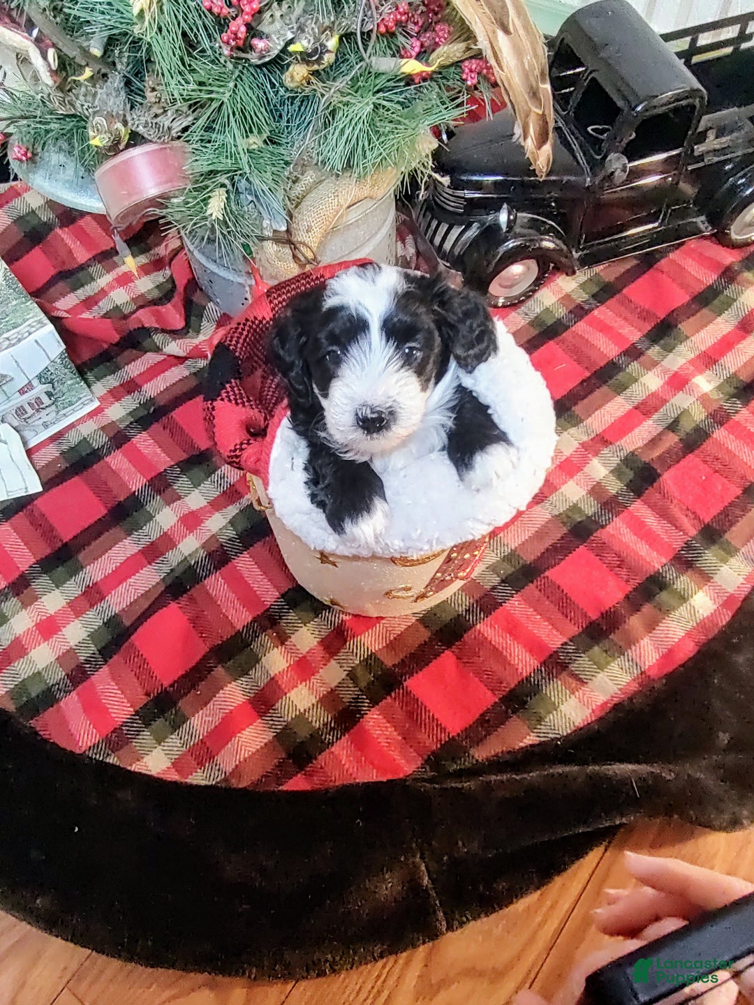 Mini Sheepadoodle dogs for sale: Buck - Ad 5