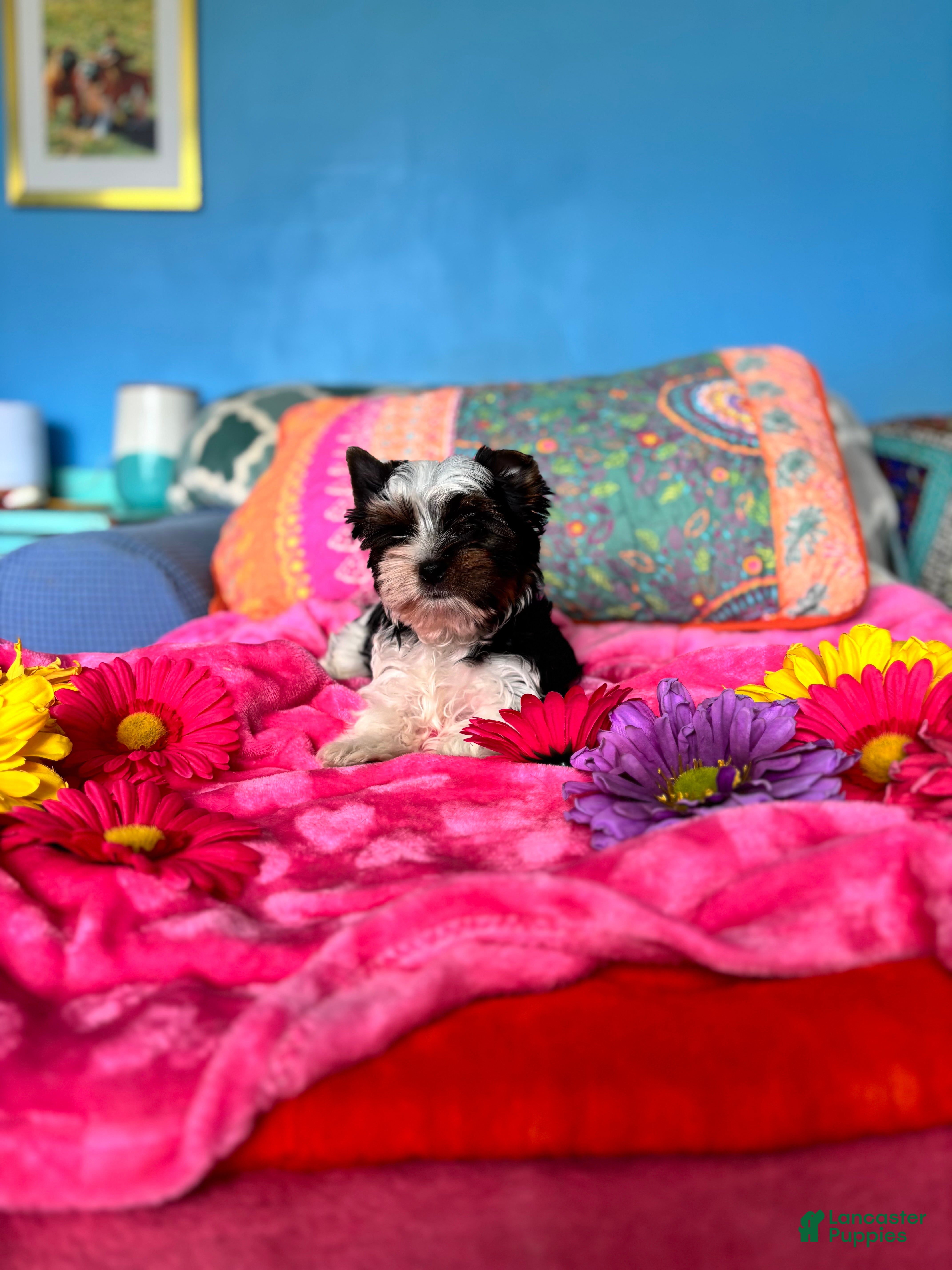 Biewer Terrier
