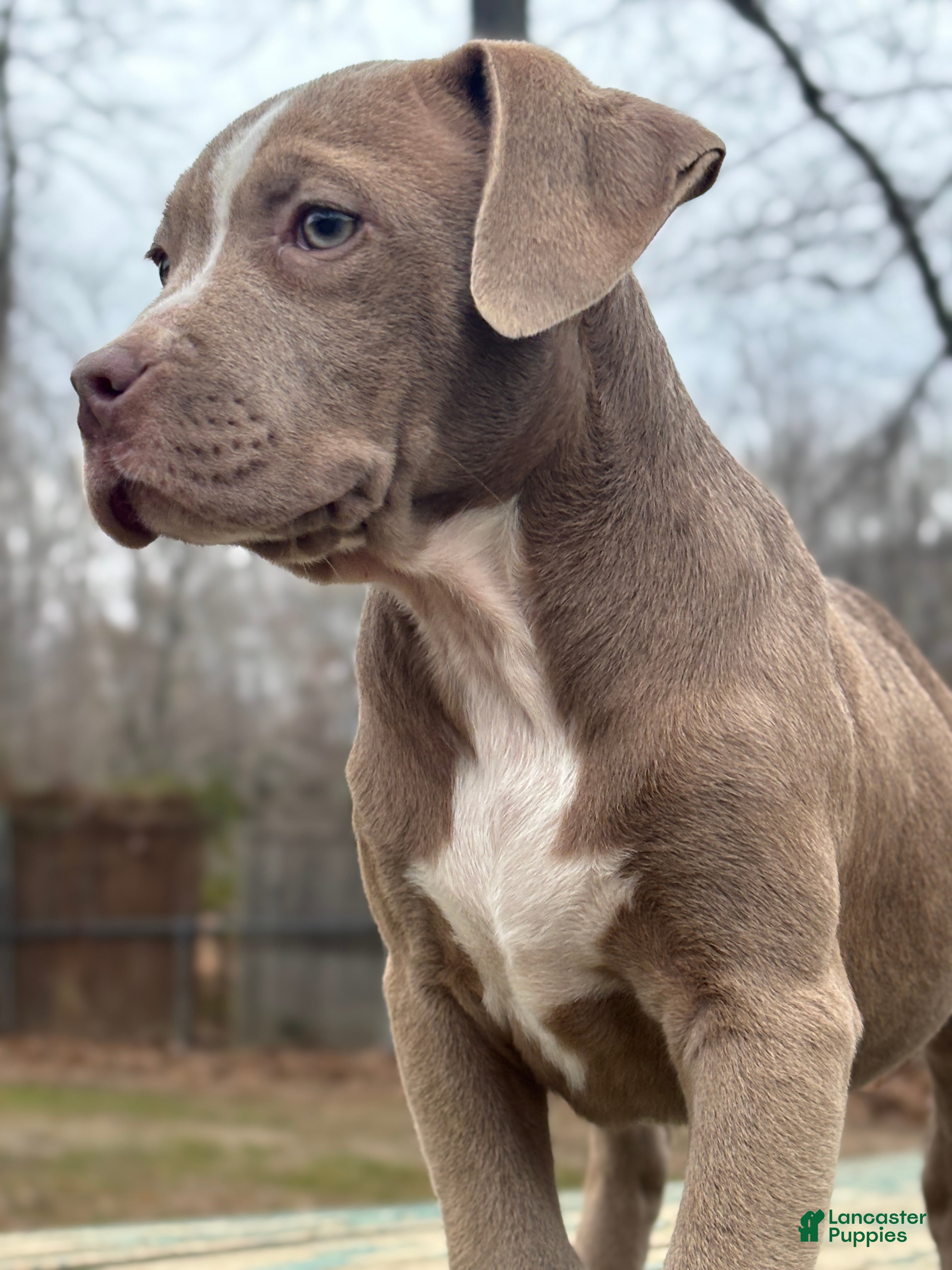 American Bully dogs Brown Sugar - Ad 3