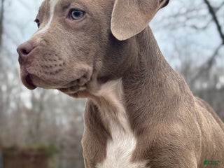 American Bully dogs Brown Sugar - Ad 13