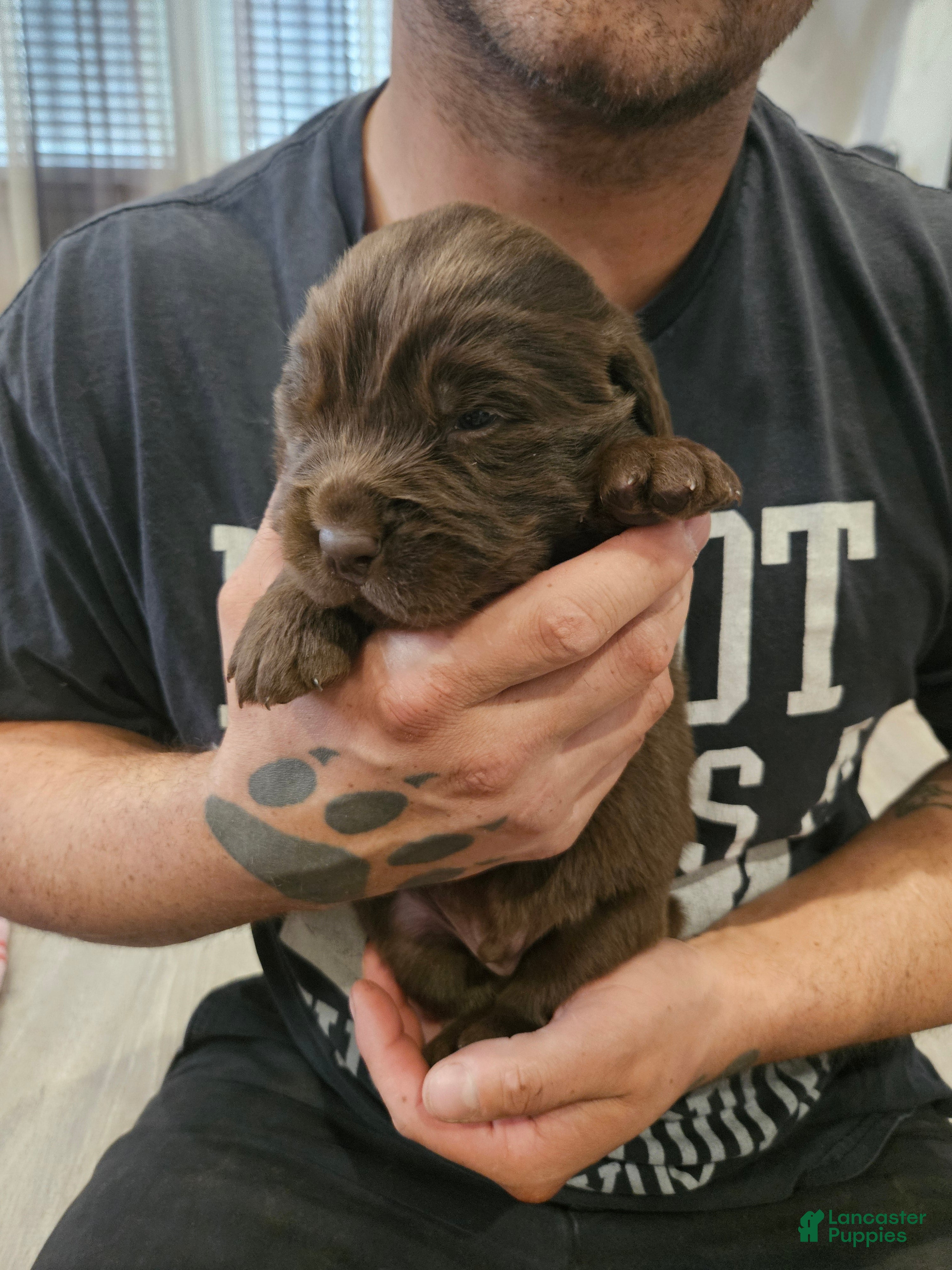 Newfoundland dogs Newfoundland Puppy 1 - Ad 4