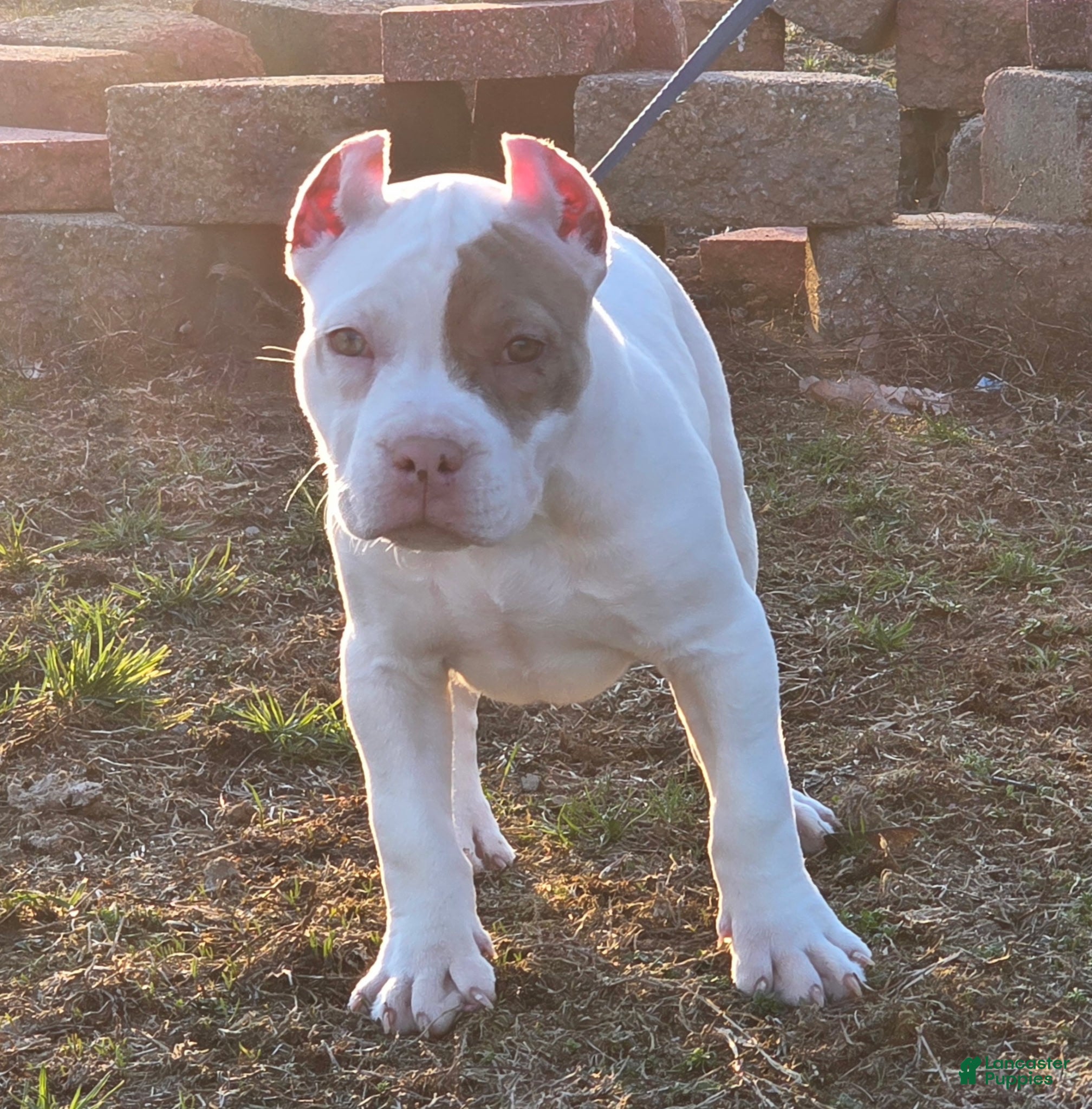 American Bully dogs Lilac Merle - Ad 1