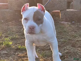 American Bully dogs for sale: Lilac Merle - Ad 2