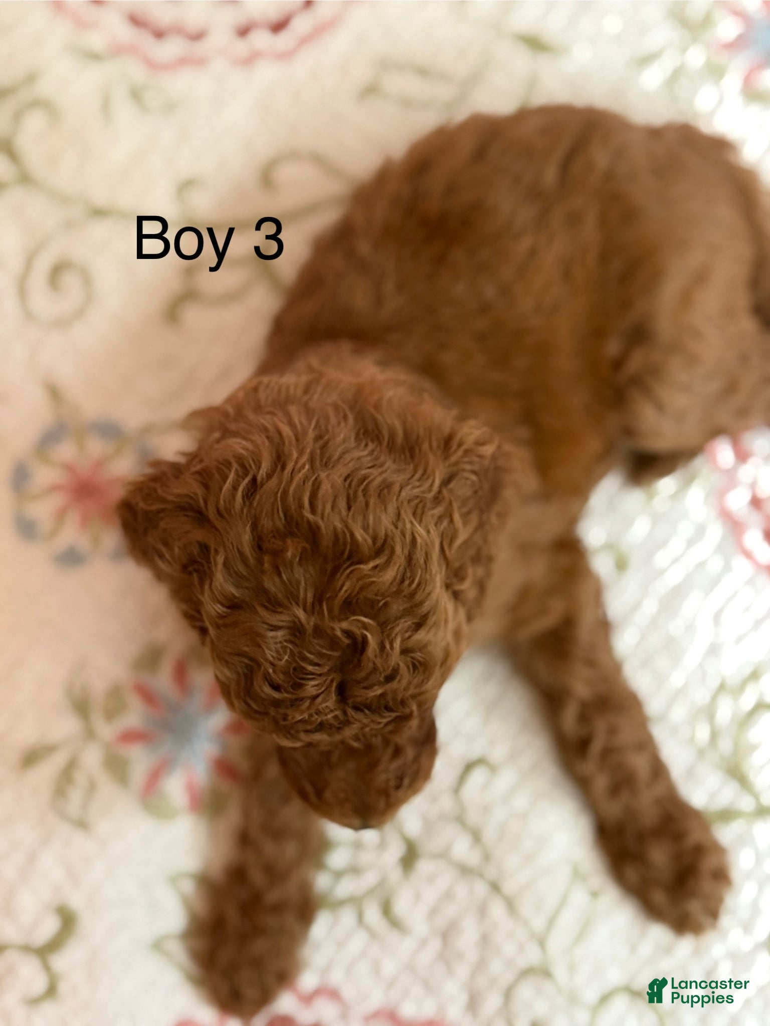 Goldendoodle dogs Goldendoodle Puppy 3 - Ad 11