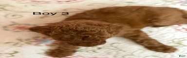 Goldendoodle Puppy 3