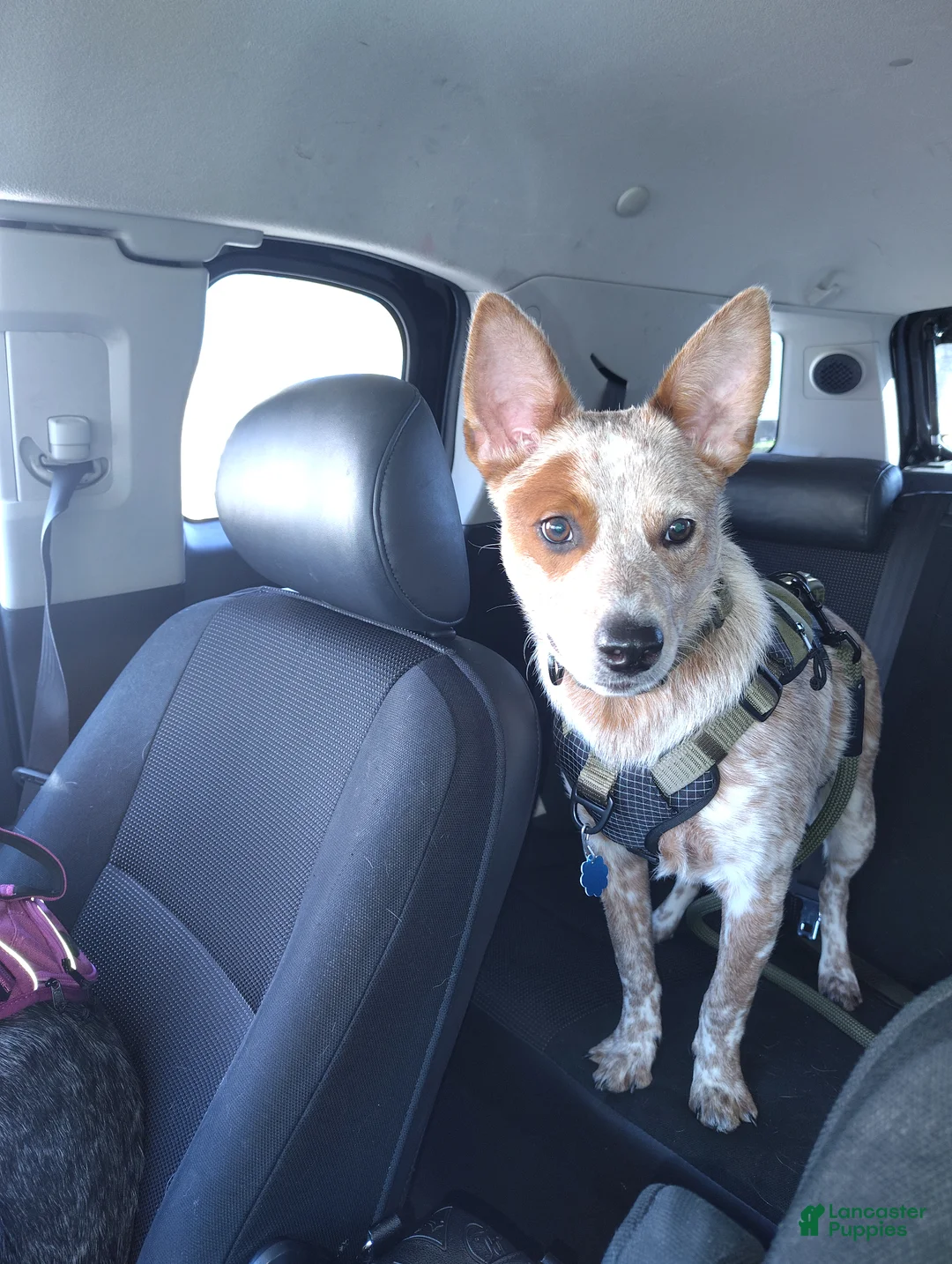 Australian Cattle Dog dogs for stud: STUD SERVICE $500 - Ad 9