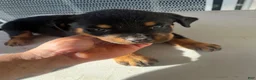 Mixed Breed dogs for sale: Mixed Breed 2 - Ad 5
