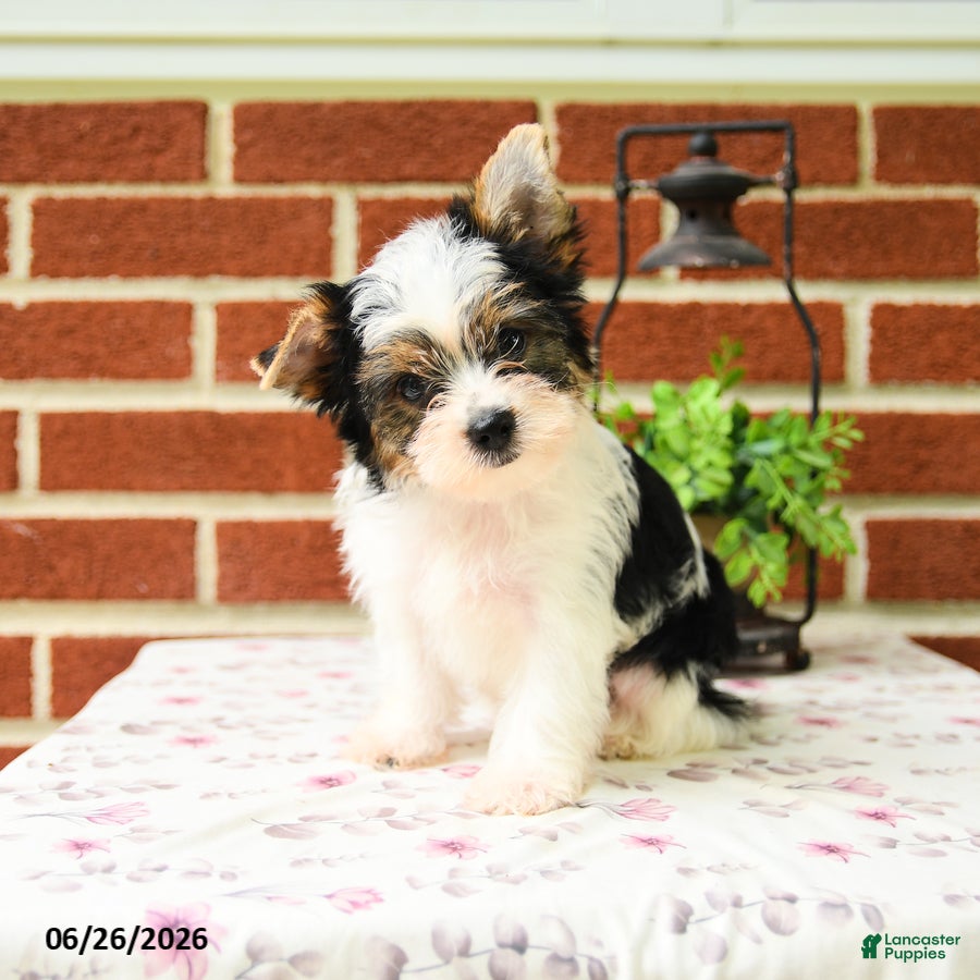 Yorkshire Terrier dogs Prince   - Ad 2