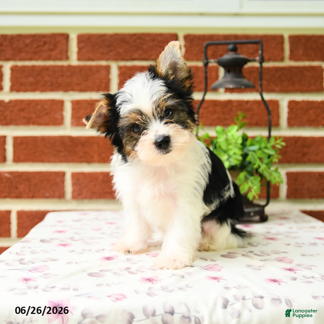 Yorkshire Terrier dogs for sale: Prince   - Ad 2