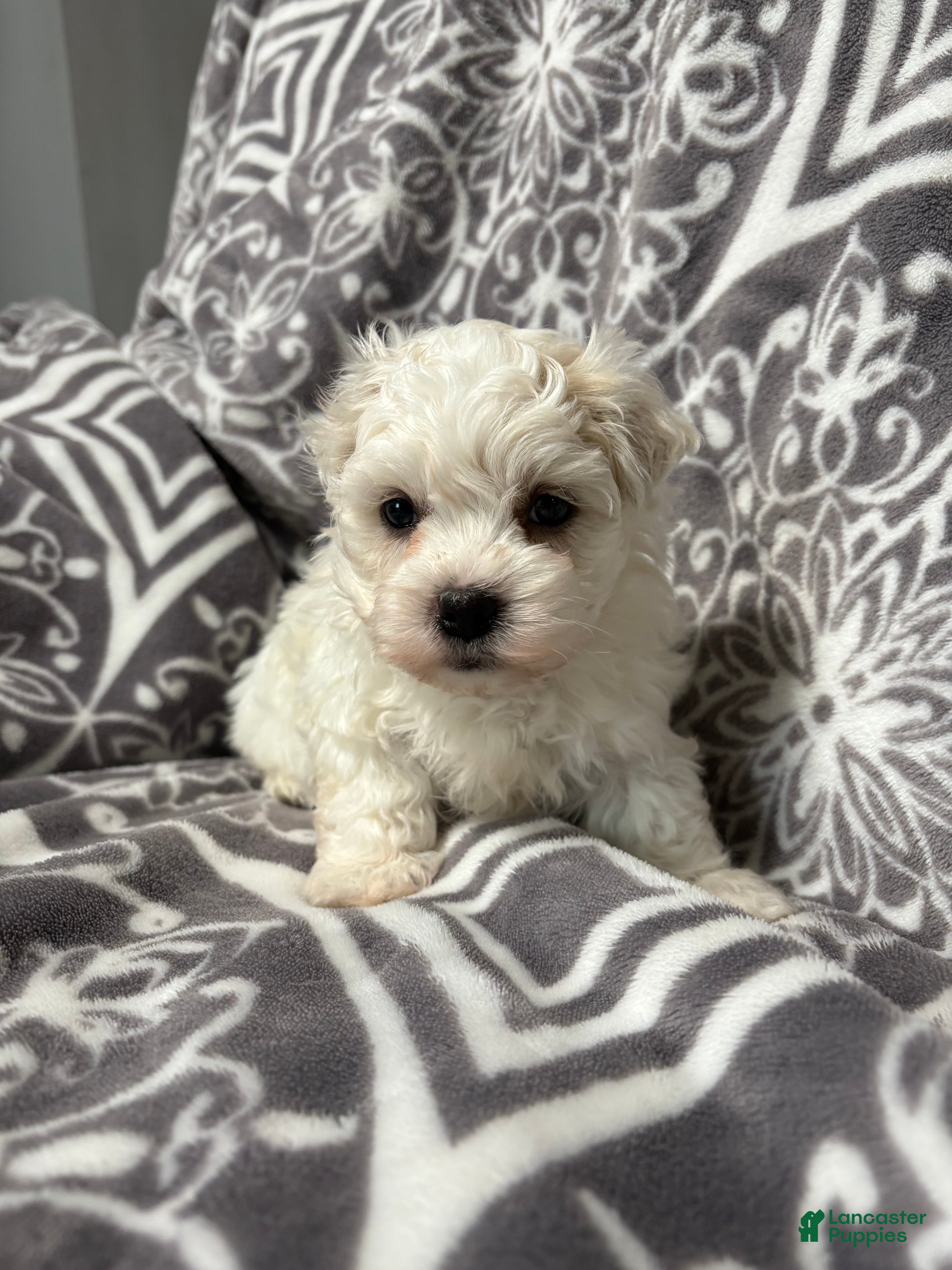 Coton De Tulear dogs for sale: Coconut  - Ad 1