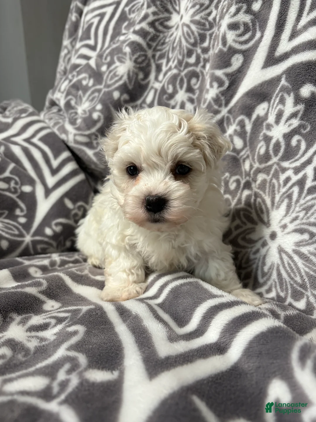 Coton De Tulear dogs for sale: Coconut  - Ad 1