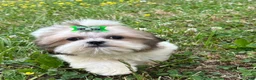 Shih Tzu dogs for sale: Zach - Ad 6