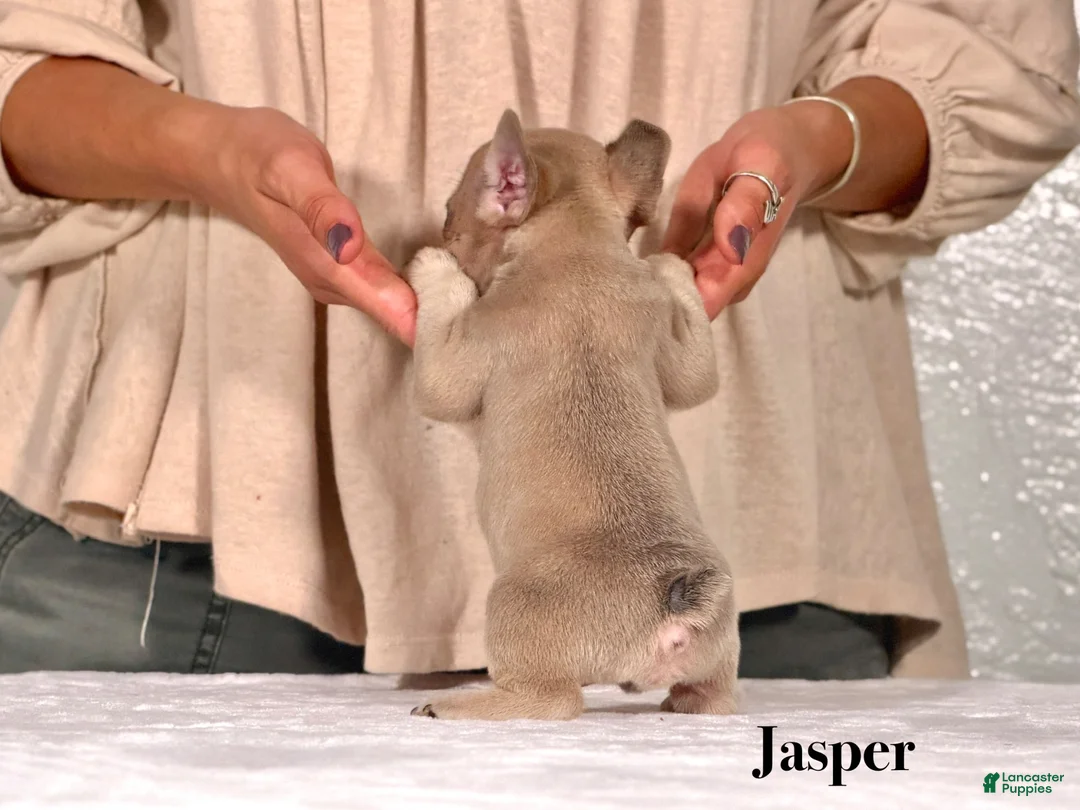 French Bulldog dogs for sale: Jasper - Ad 3