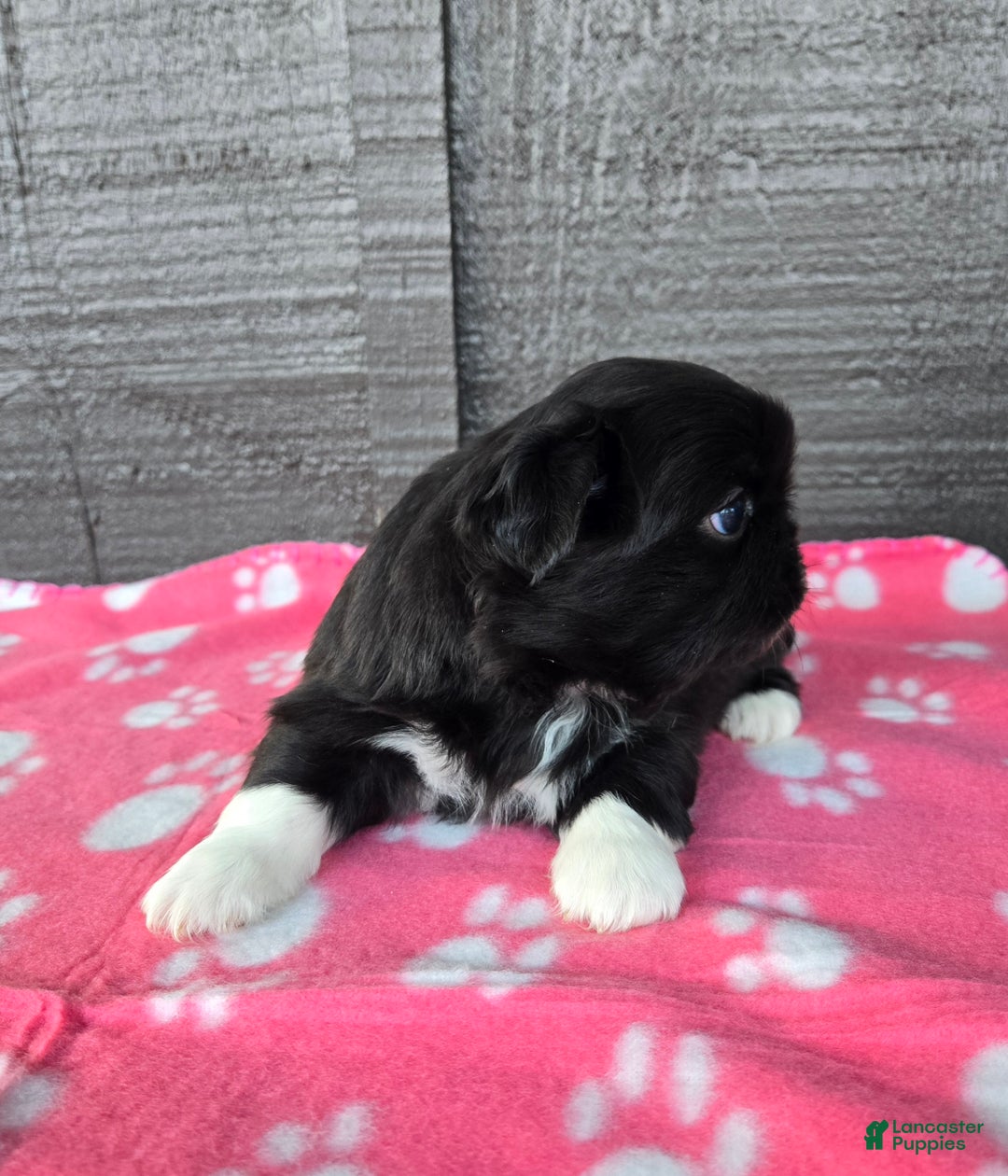 Pekingese dogs for sale: Morticia - Ad 4