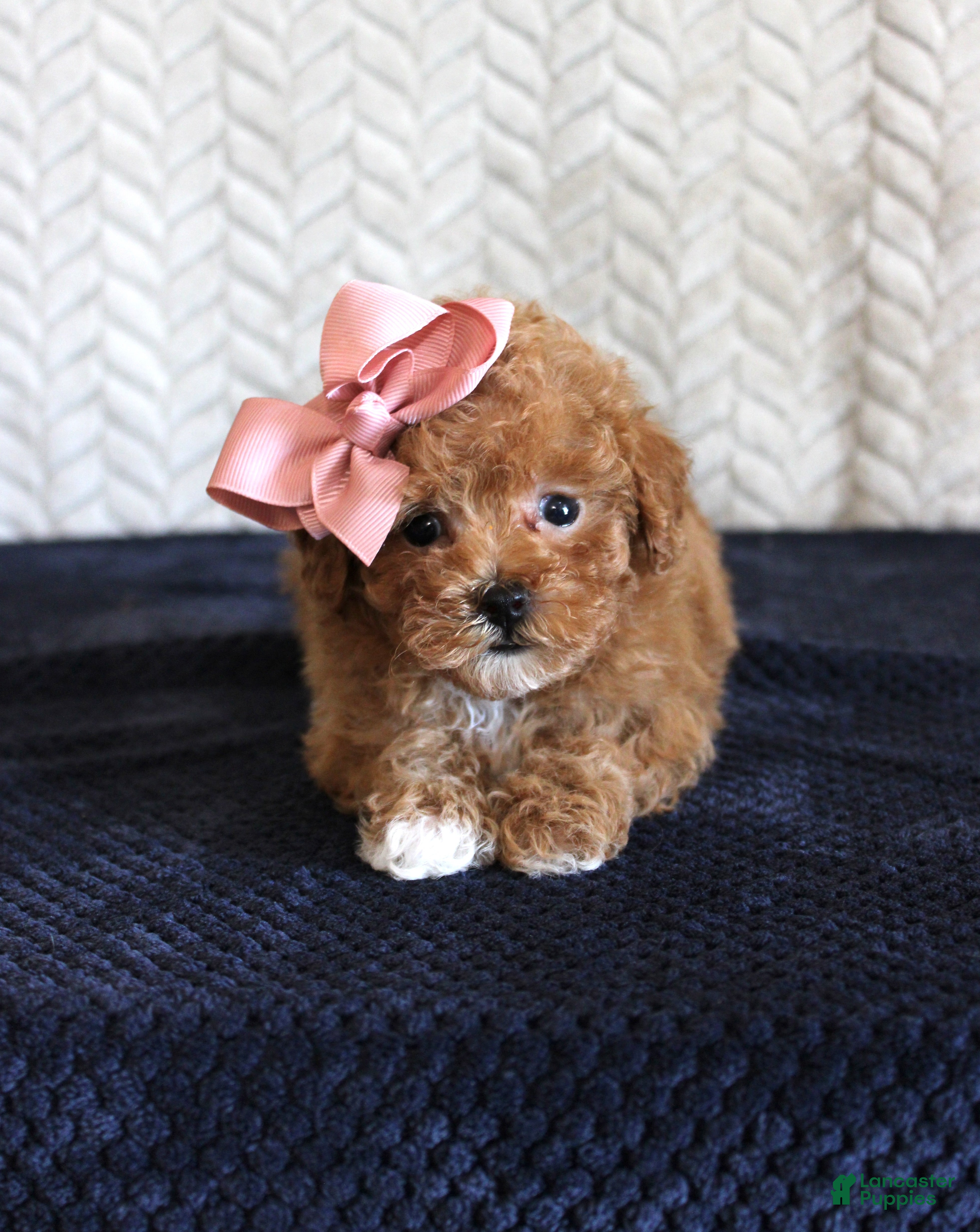 Toy Poodle dogs Sandy - Ad 30