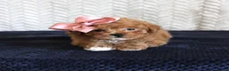 Toy Poodle dogs for sale: Sandy - Ad 1