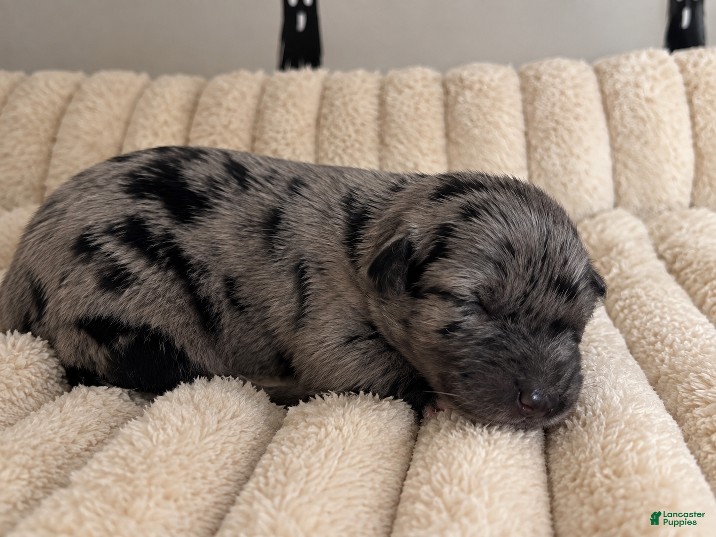 Mixed Breed dogs for sale: Puppy 5 - Ad 1