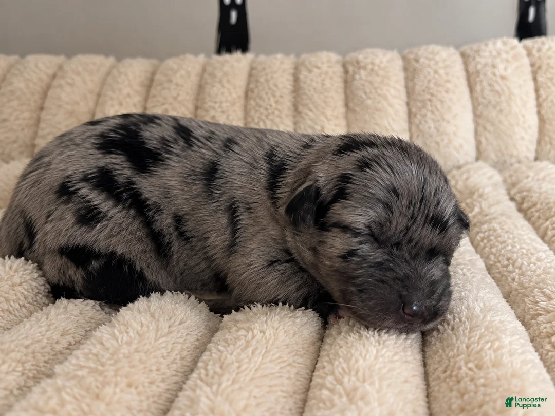 Mixed Breed dogs for sale: Puppy 5 - Ad 1