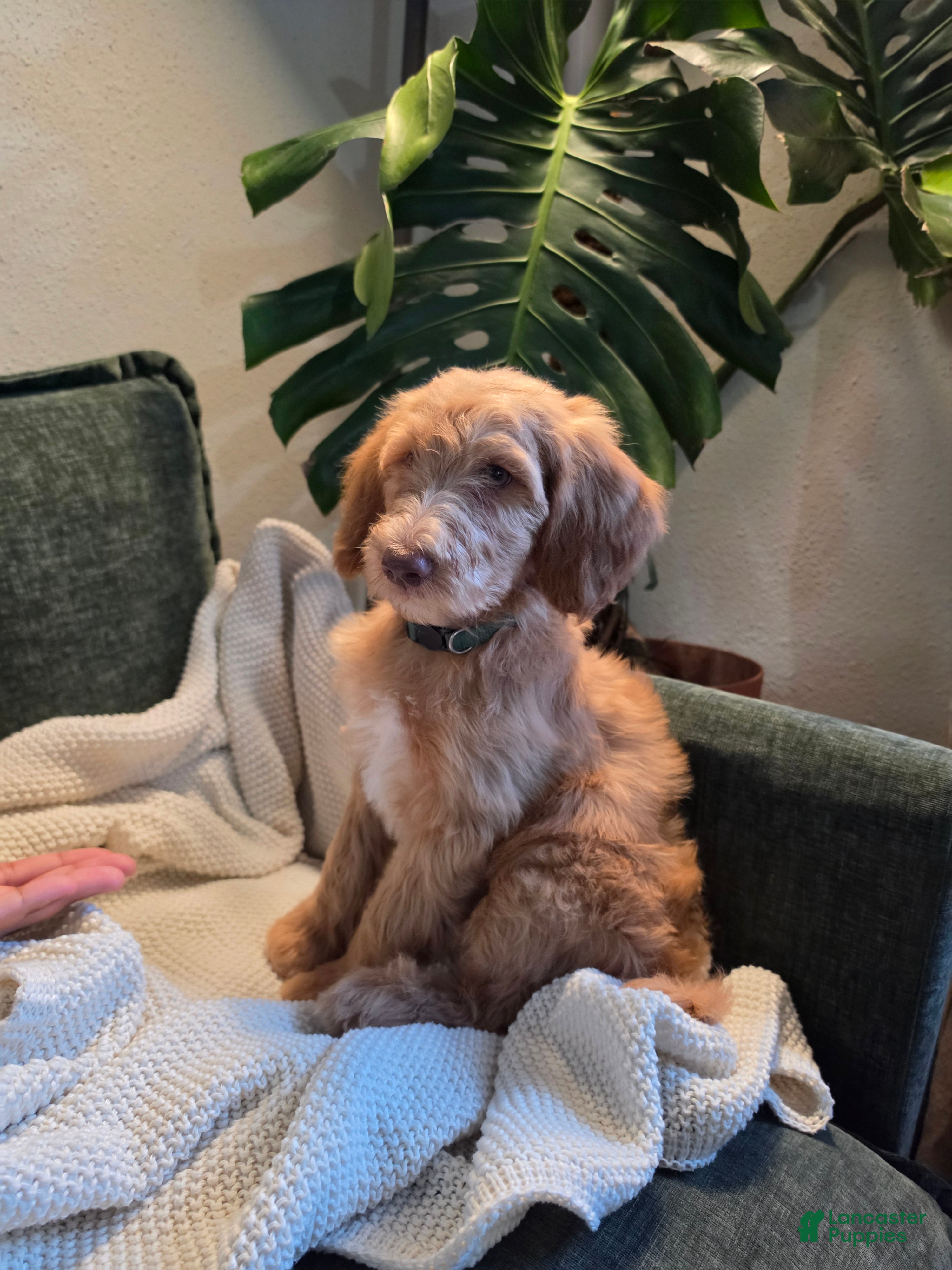 Labradoodle dogs Robin - Green collar - Ad 34