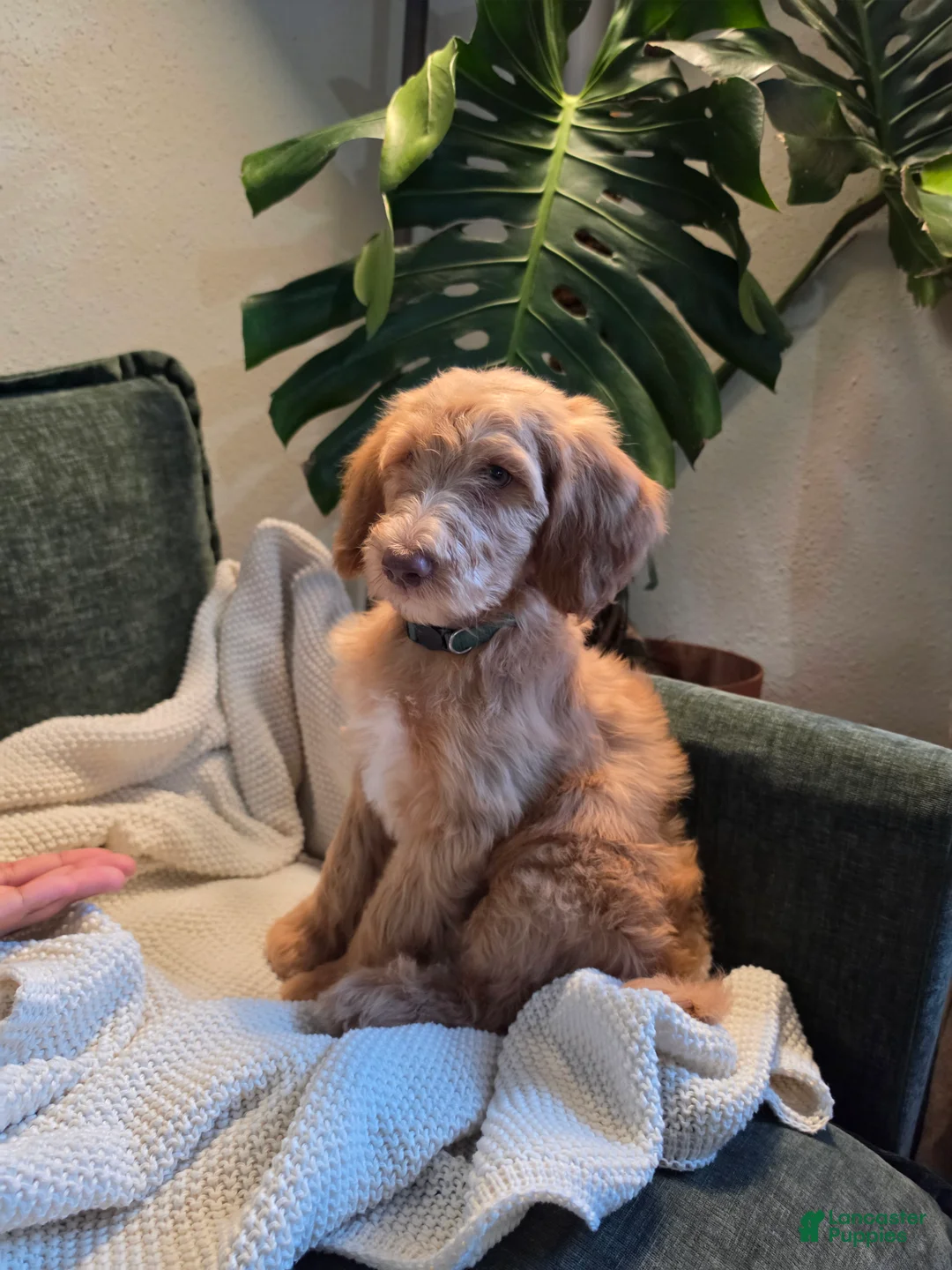 Labradoodle dogs for sale: Robin - Green collar - Ad 1