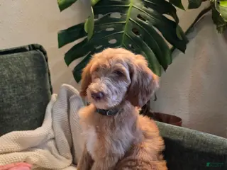 Labradoodle dogs Robin - Green collar - Ad 22