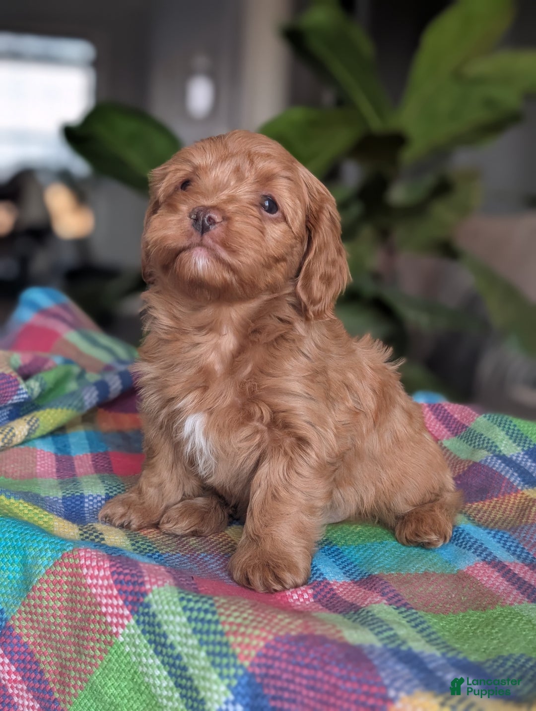 Yorkiepoo dogs for sale: Abby - Ad 2