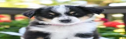 Miniature Australian Shepherd dogs for sale: Biscuit  - Ad 3