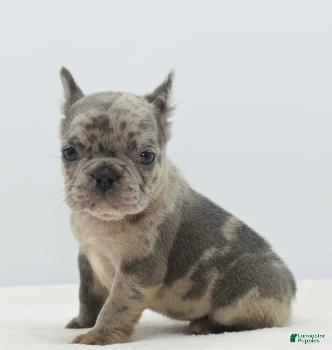 Mixed Breed dogs for sale: Hollywood merle blue  - Ad 27
