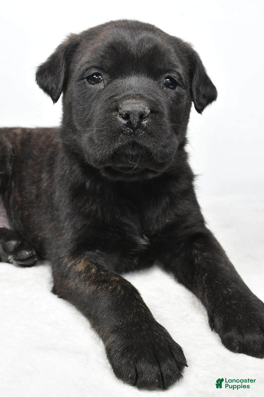 English Mastiff dogs for sale: Bella - Ad 3