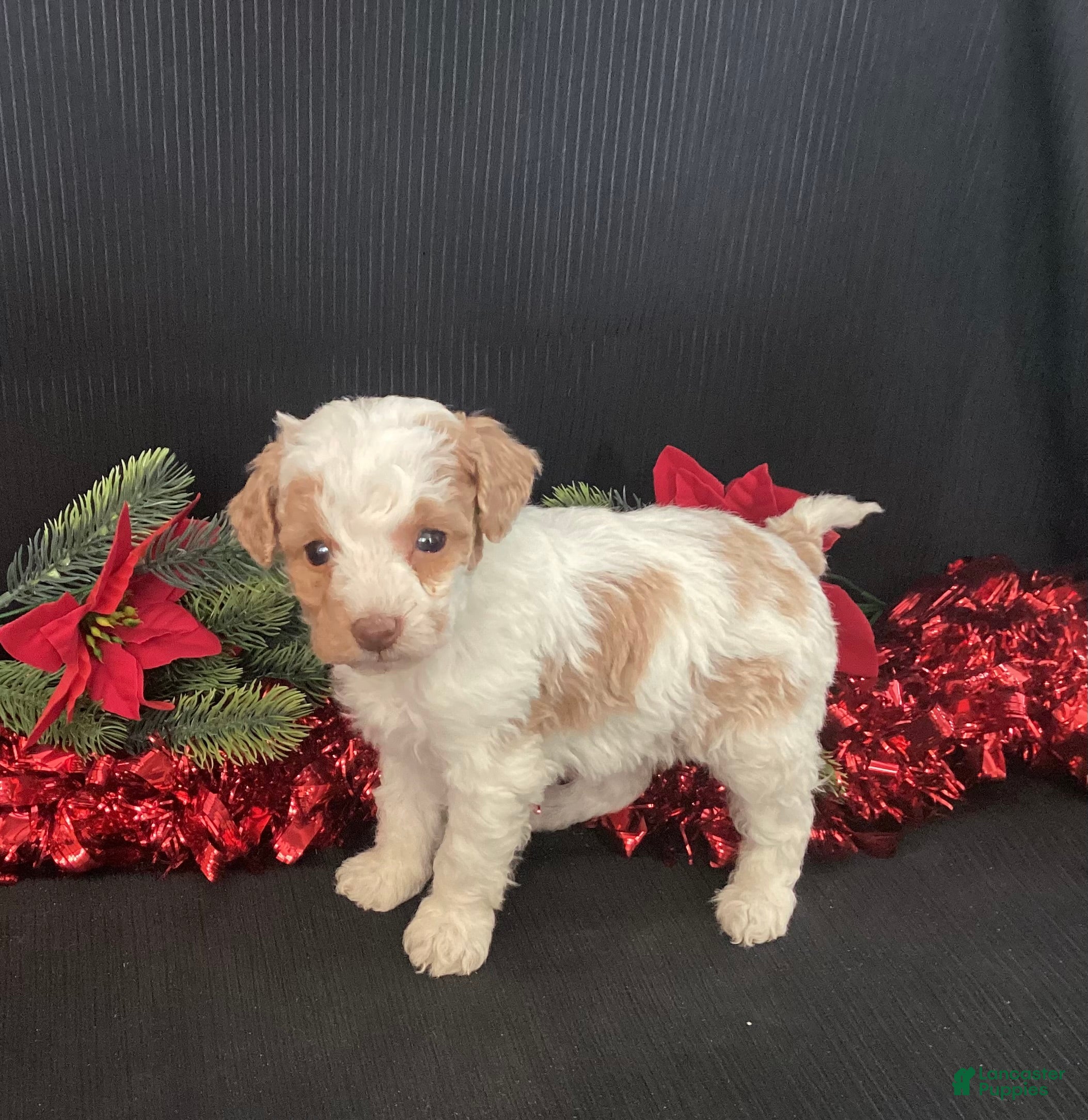 Mini Goldendoodle dogs Wiggles - Ad 7