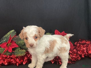 Mini Goldendoodle dogs Wiggles - Ad 7