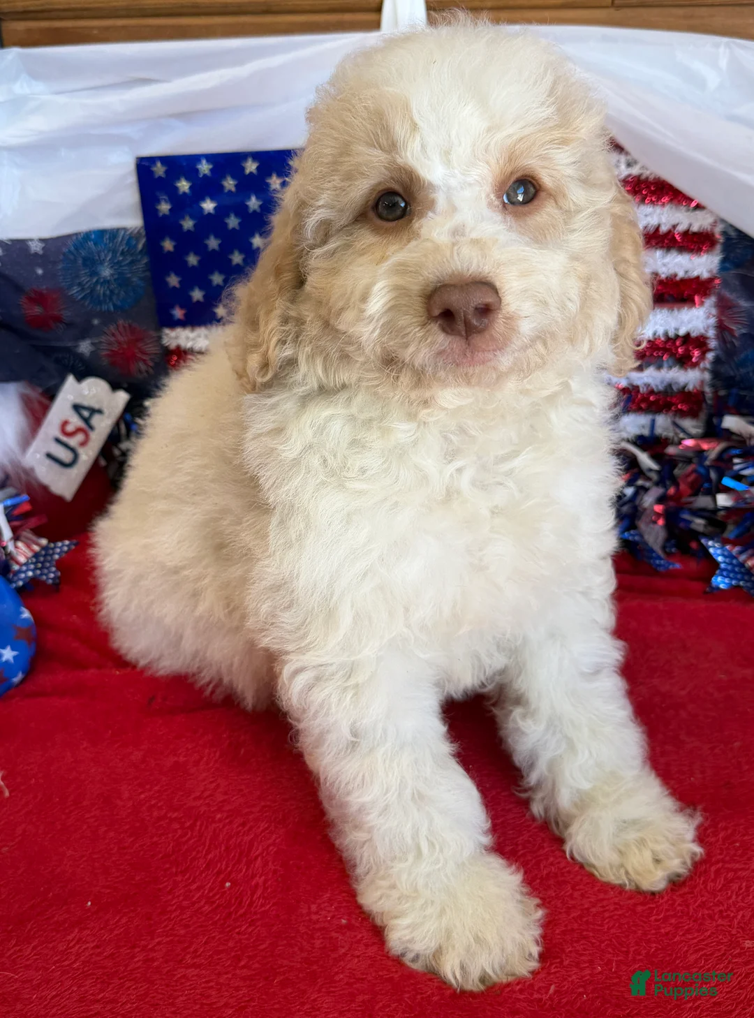 Mini Goldendoodle dogs for sale: Spirit - Ad 4