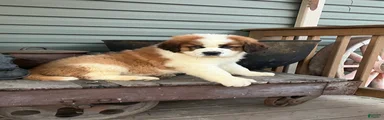 Saint Bernard Puppy 3