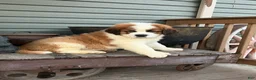 Saint Bernard dogs for sale: Saint Bernard Puppy 3 - Ad 1