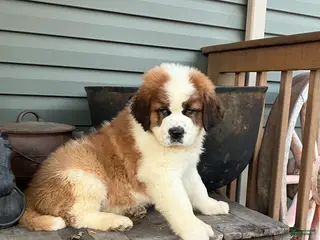 Saint Bernard dogs Saint Bernard Puppy 3 - Ad 29