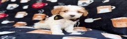 Cavapoo dogs for sale: Chevy - Ad 2