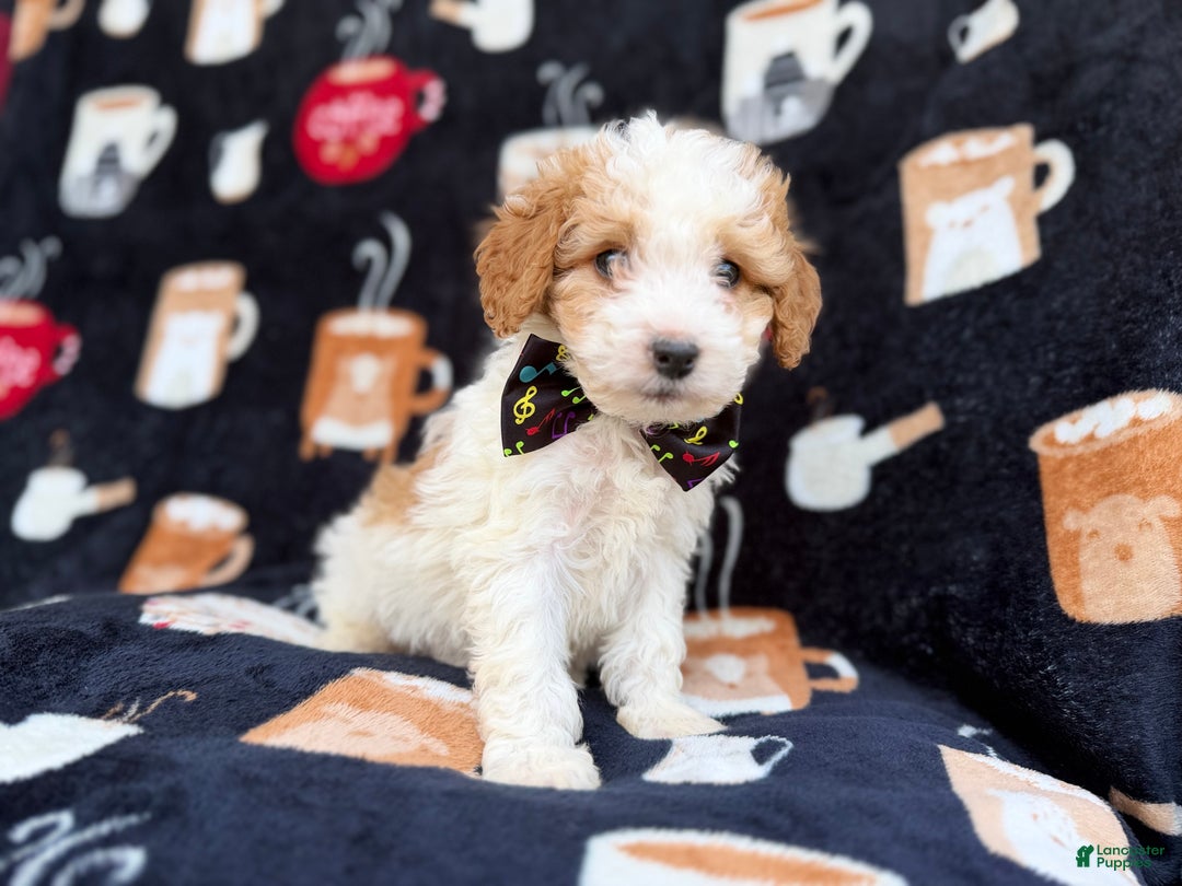 Cavapoo dogs for sale: Chevy - Ad 2