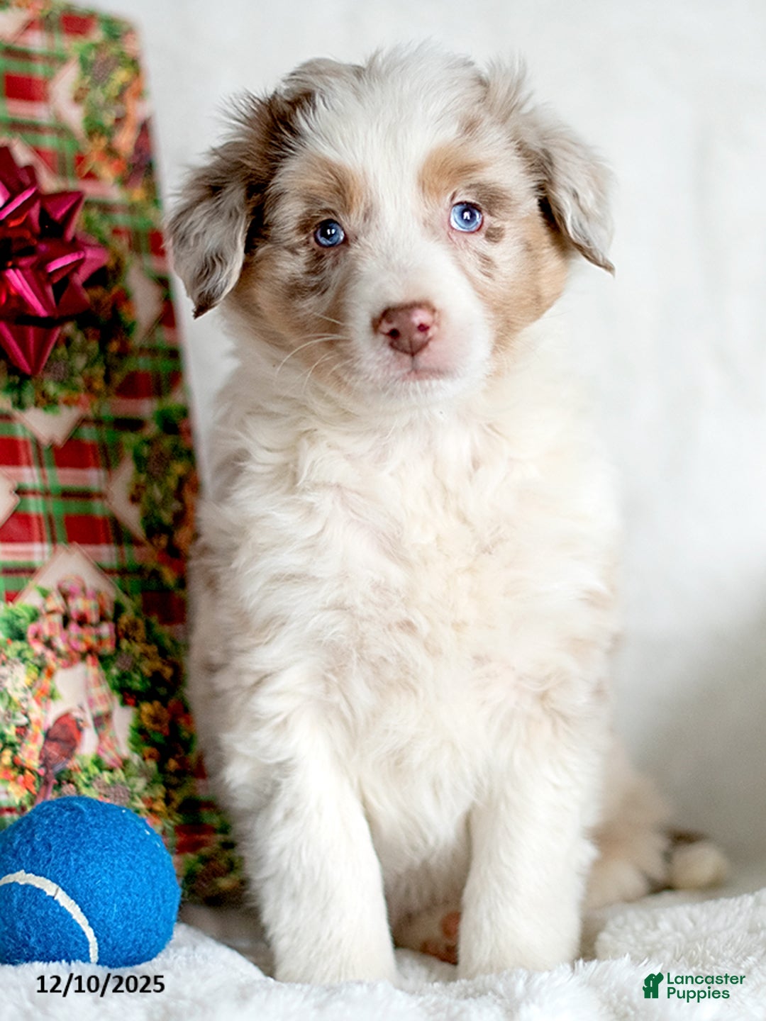 Mixed Breed dogs for sale: Zehnt - Ad 3