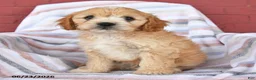 Cavapoo dogs for sale: Cupcake - Ad 2