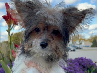 Mixed Breed dogs - Ad 4