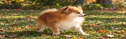 Pomeranian dogs for sale: Flynn  - Ad 21