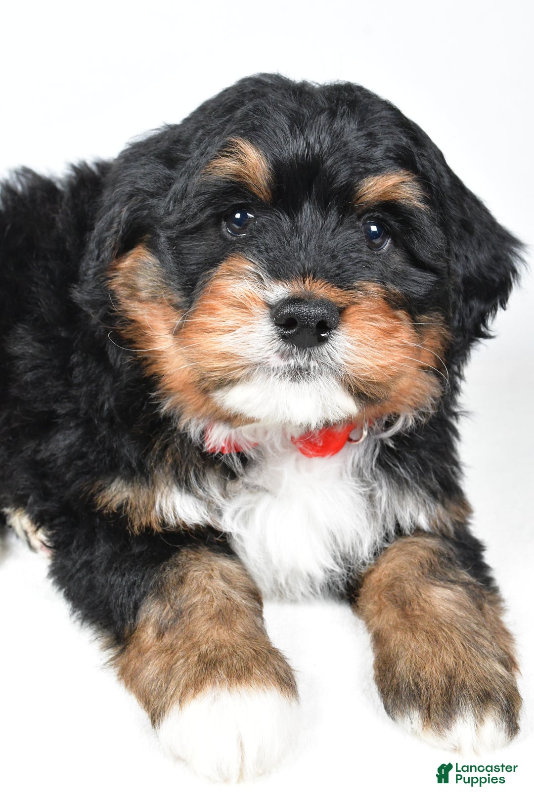 Mini Bernedoodle dogs for sale: Axel - Ad 2