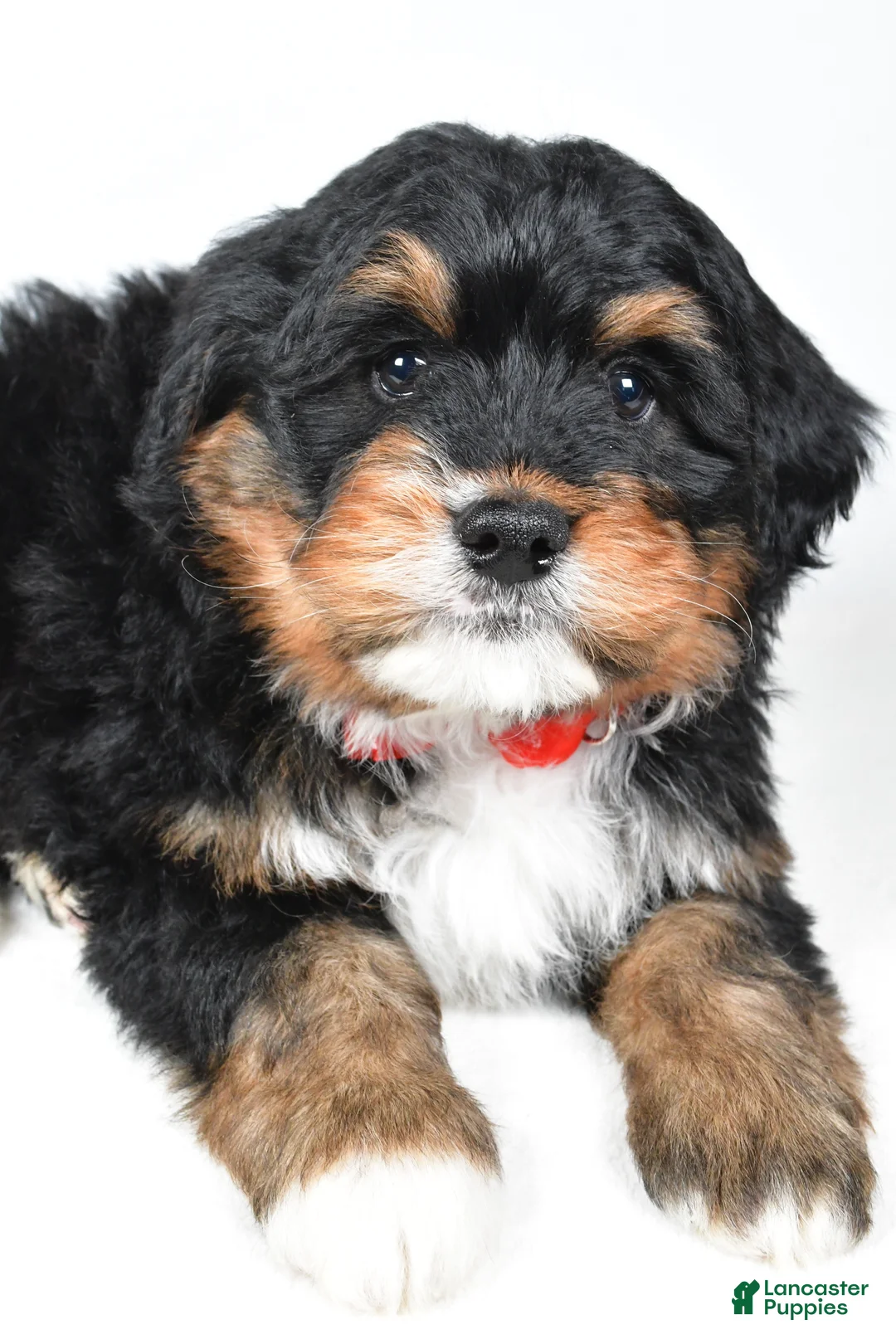 Mini Bernedoodle dogs for sale: Axel - Ad 2