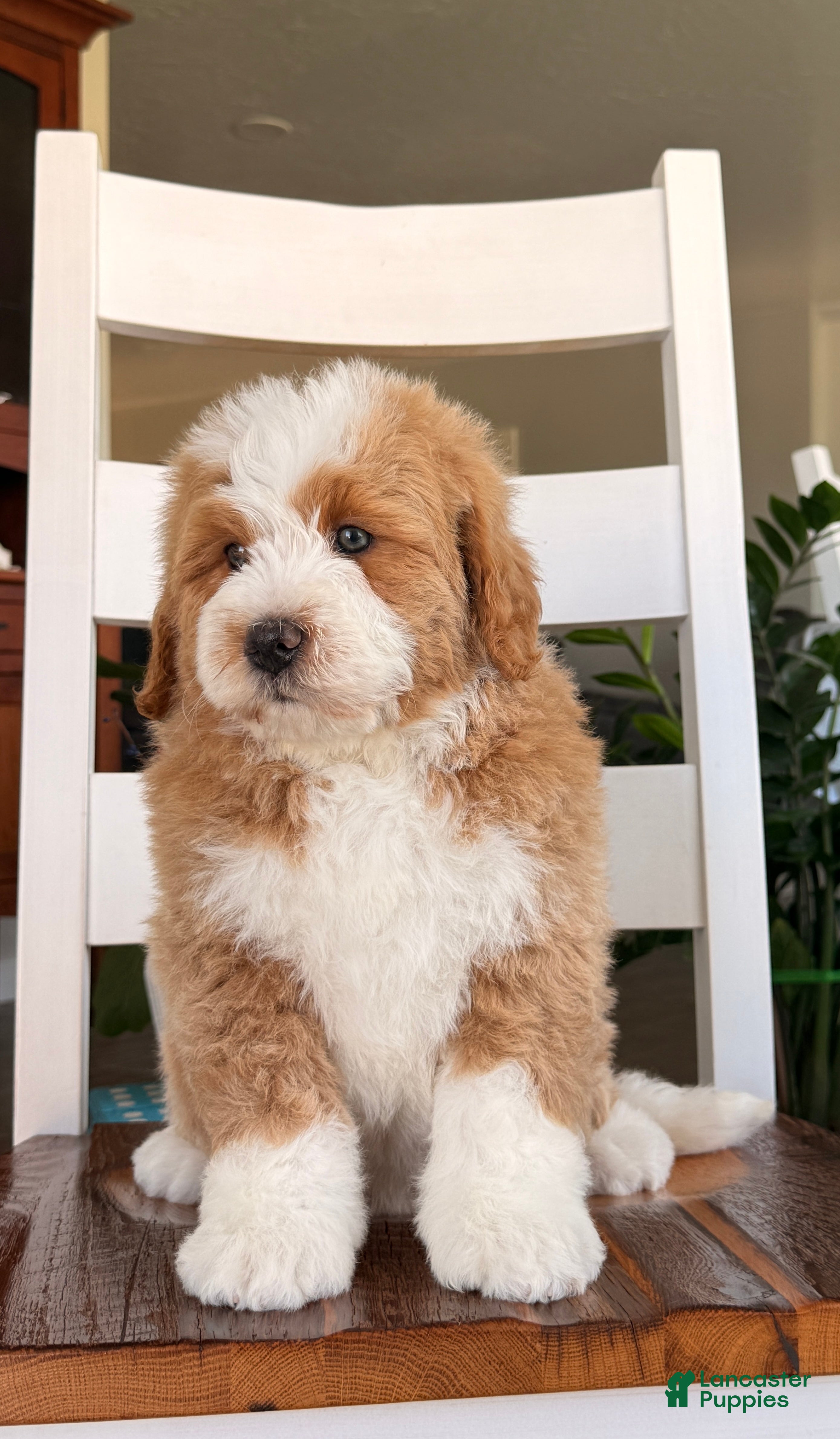 Bernedoodle dogs Myles - Ad 1