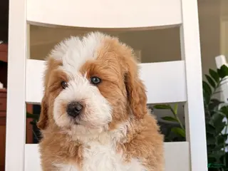 Bernedoodle dogs for sale: Myles - Ad 4
