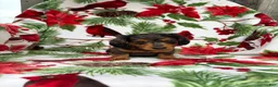 Miniature Dachshund dogs for sale: Chuck - Ad 9