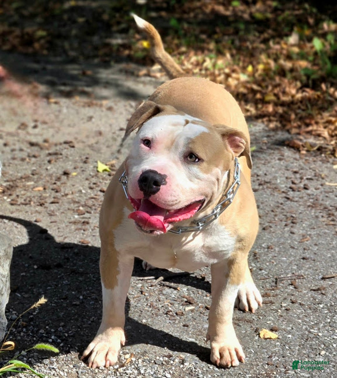 Gallery Image {{count}}