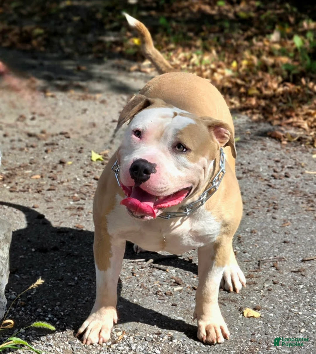 Gallery Image {{count}}