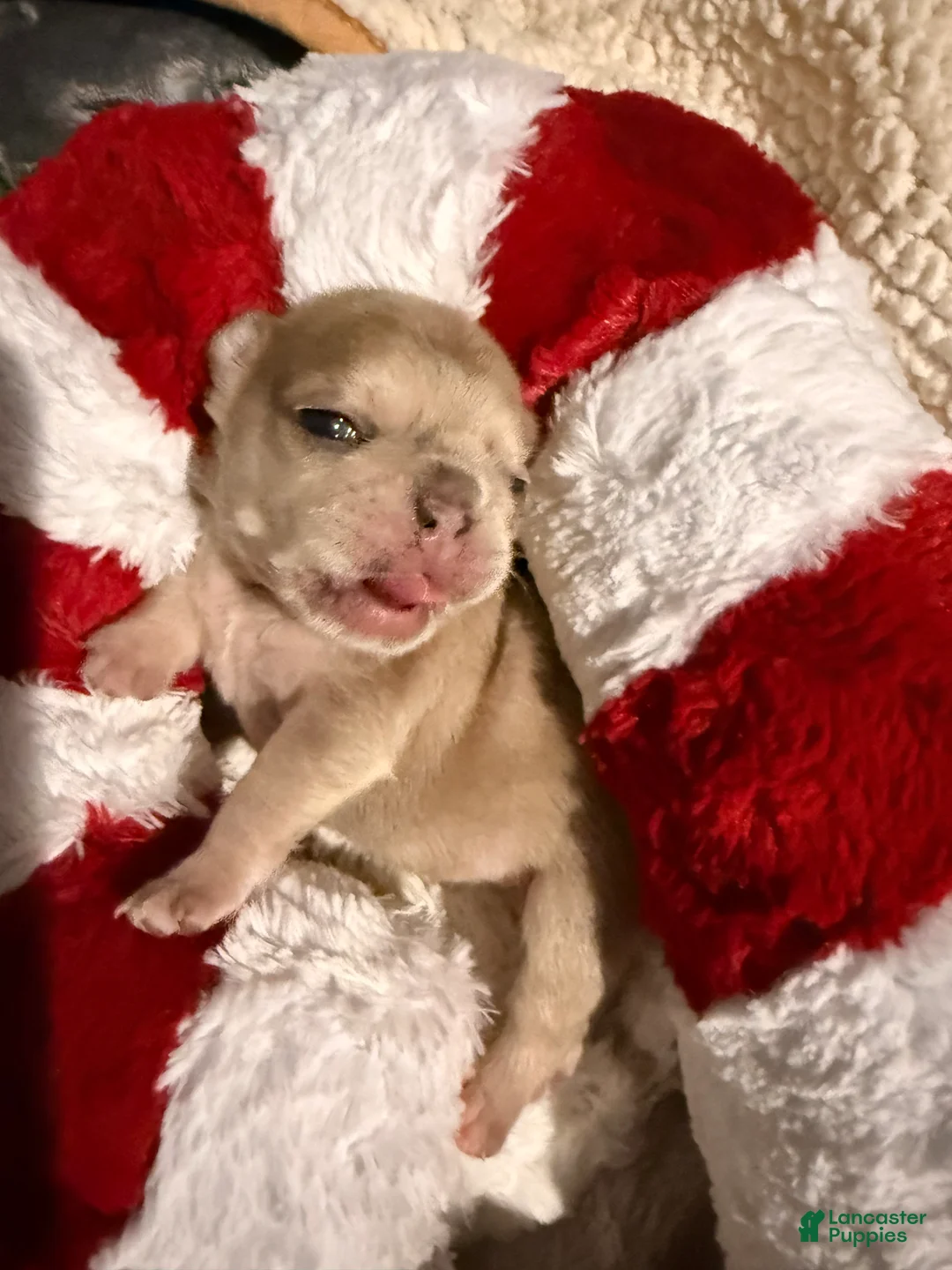 French Bulldog dogs for sale: French Bulldog Puppy 4 - Ad 8